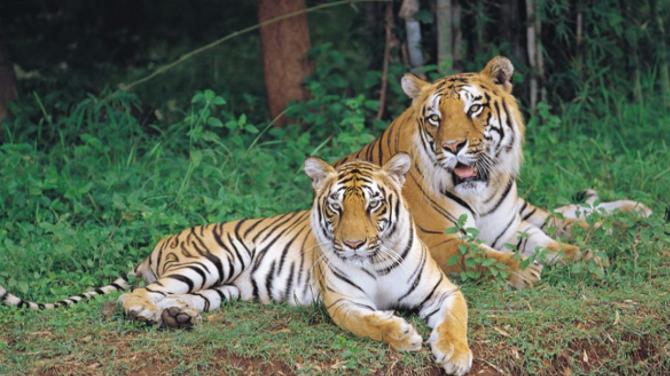Bannerghatta National Park